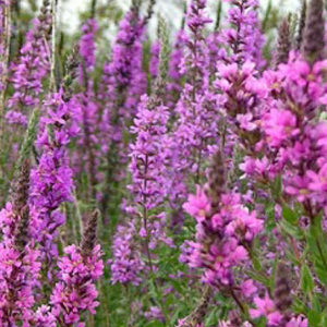 Meet your Posher, Meirabelle